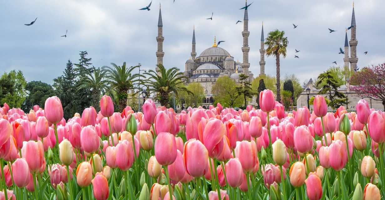 Sensasi Menikmati Indahnya Panorama Bunga Tulip di Turki saat Musim Semi